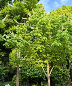 观赏乔木七叶树