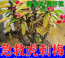 家庭养花用生根粉