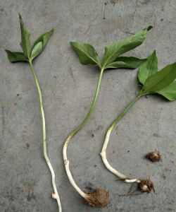 家庭养花用生根粉