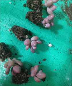 家庭养花用生根粉