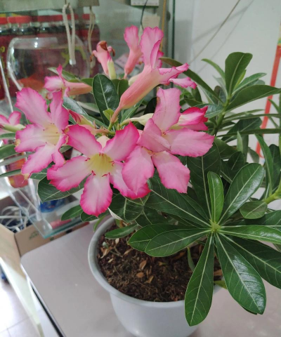 家庭养花用生根粉