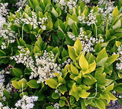 冬青树什么时候开花