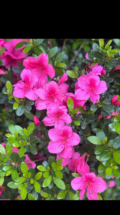 古田杜鹃花什么时候