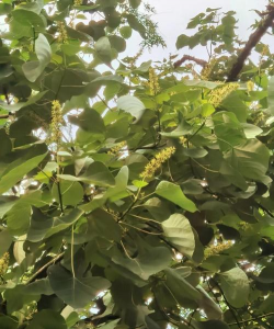 乌桕树花什么时候开