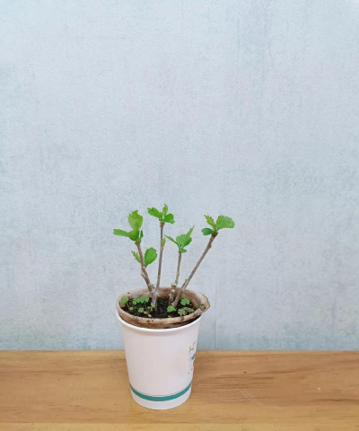 木槿什么时候发芽