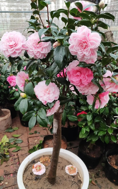 家庭养花用生根粉