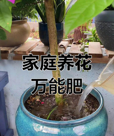 家庭养花用生根粉