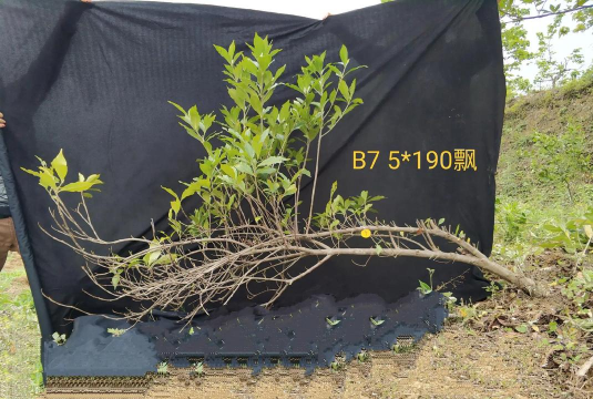 大叶栀子花如何种