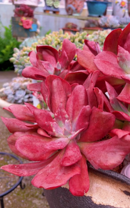 钻石锦多肉还叫什么