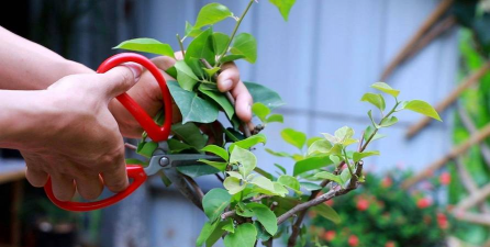 家庭养花用生根粉