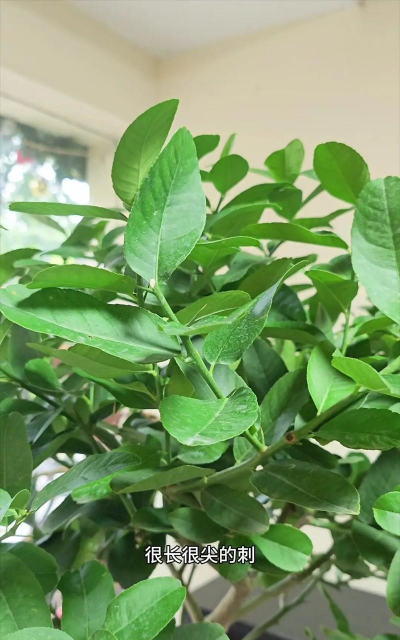 四季香水柠檬如何浇水