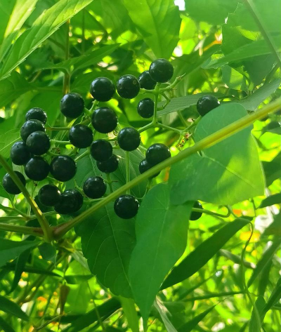 山桃稠李嫁接什么