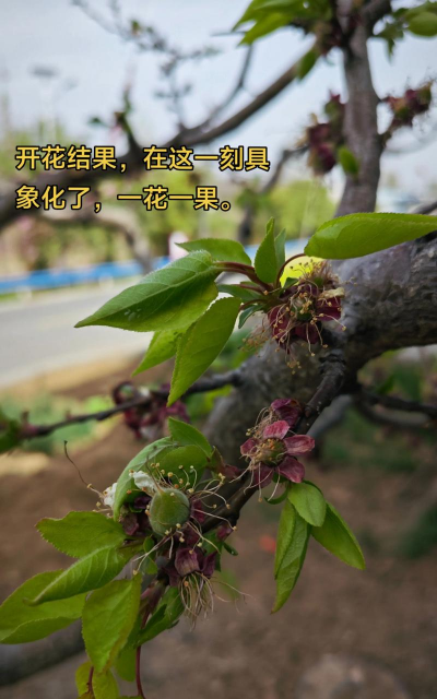 杏什么季节开花结果