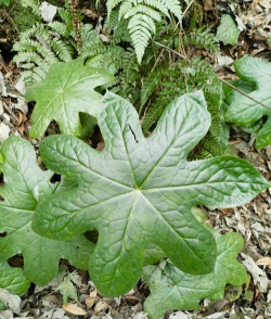 八角叶子是什么花