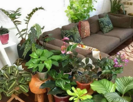 家庭养花用生根粉