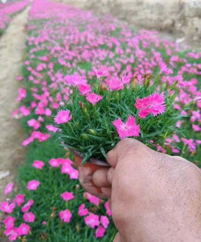 欧石竹什么时间种植