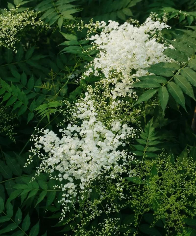 珍珠梅什么时候开花