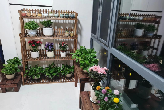 家庭养花用生根粉