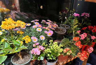 家庭养花用生根粉