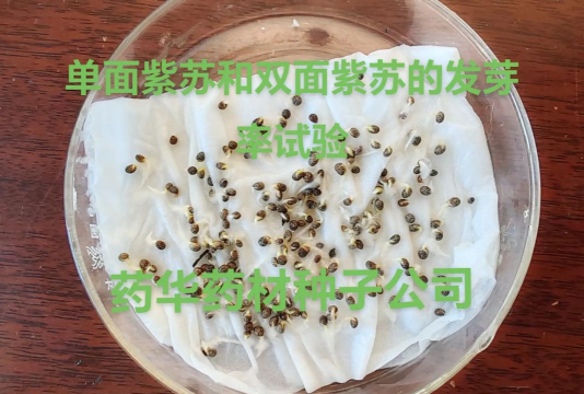 紫苏如何出种子