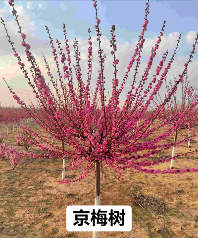 榆叶梅用什么砧木嫁接