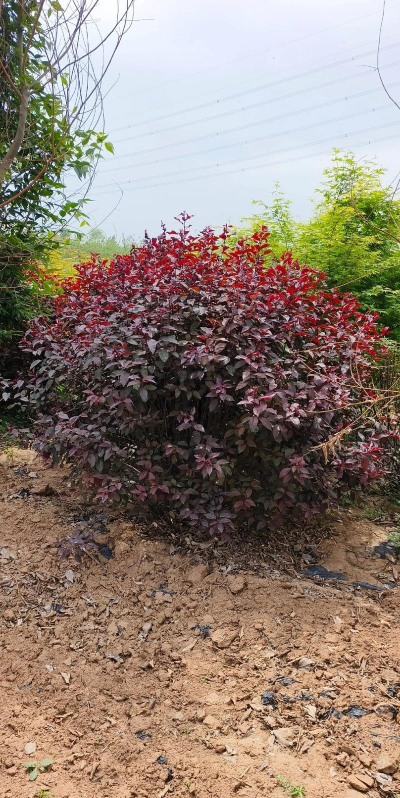 紫叶矮樱是什么科