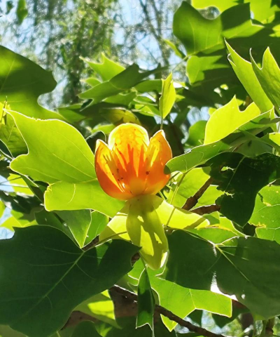 属于木的花是什么花