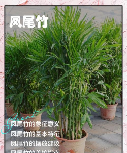 凤尾竹枝断了什么原因