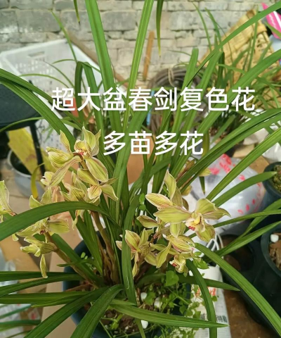 兰花一剑多花什么品种