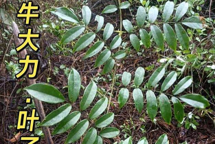 牛角刺植物什么时候结果