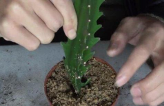 如何种植三棱箭