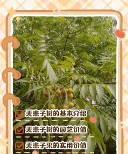 简述无患子苗木培育的基本方法和要点