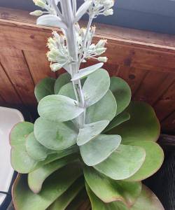 大叶多肉叫什么花