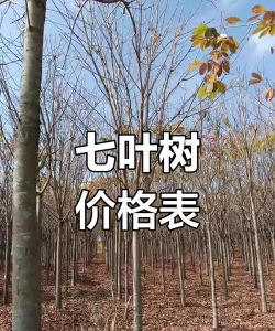 七叶树什么价格