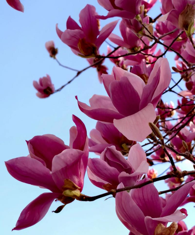 红玉兰树像什么