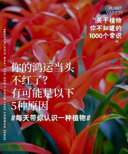 家庭养花用生根粉