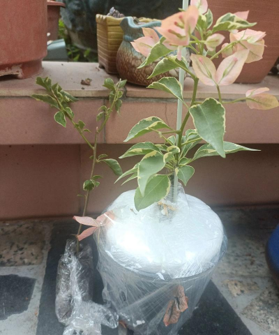 家庭养花用生根粉