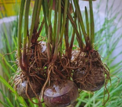 葧荠的叶子什么样