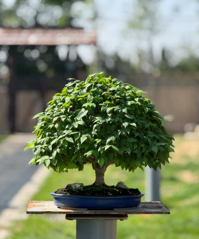 榉树盆景怎么树干增粗