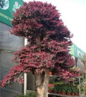 红花继木如何追一肥一