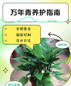 如何培育万年青