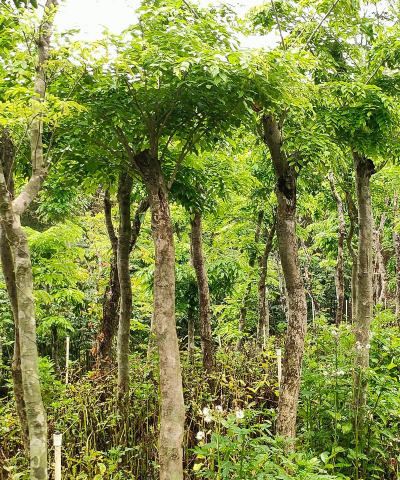 海南林下种植什么好