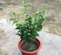 什么是独杆茉莉怎么养