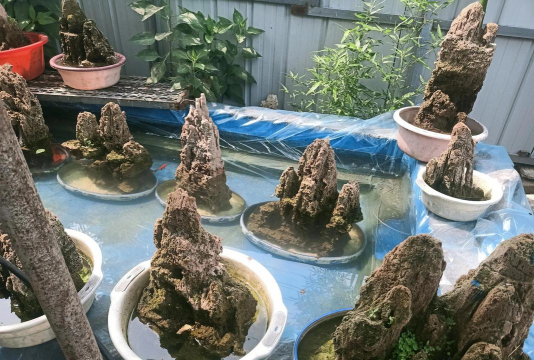 家庭养花用生根粉