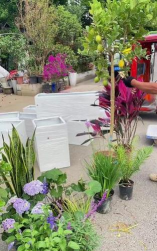 家庭养花用生根粉