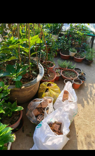 家庭养花用生根粉