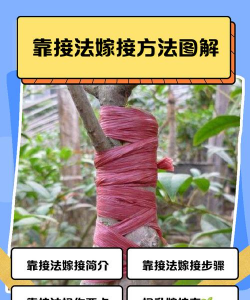 七叶树如何嫁接结果