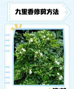 九里香怎么做