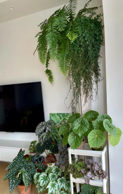 家庭养花用生根粉