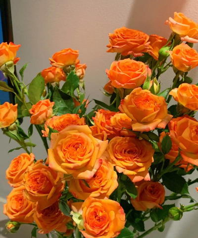 橙色多头玫叫什么